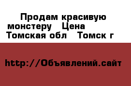 Продам красивую монстеру › Цена ­ 1 000 - Томская обл., Томск г.  »    